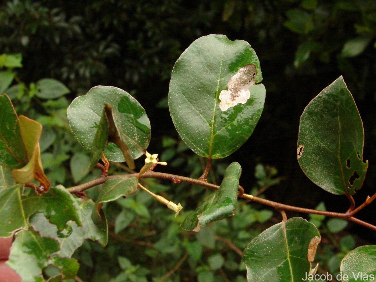 Elaeagnus latifolia L.